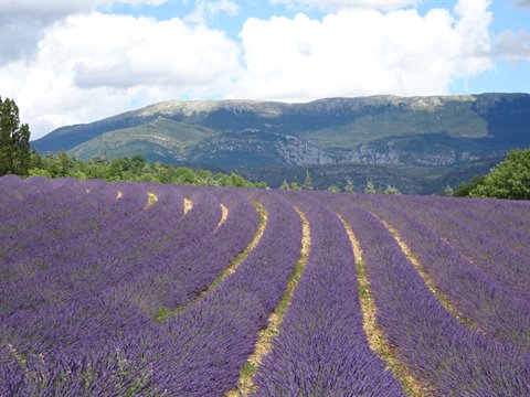 Blooming lavender field with curved purple rows, mountains and white clouds