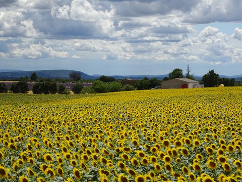 Blooming sunflower field under white clouds, small farmhouse and distant hills