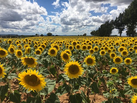 Field of blooming yellow sunflowers under cloudy sky, trees in background