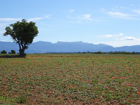 Lone tree in a cultivated field, blue mountains in the background