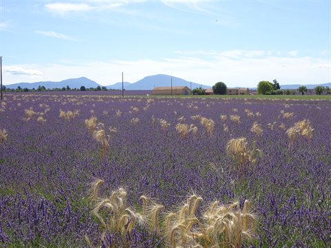 Blooming lavender field with golden wheat stalks, mountains and farmhouse behind