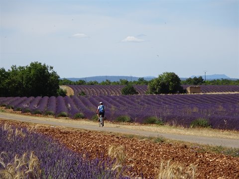Cyclist rides dirt road between blooming lavender rows, Plateau de Valensole