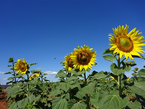 Blooming sunflowers under a deep blue sky with low clouds