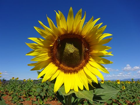 Giant sunflower in bloom, bee on the disc, cultivated field under blue sky