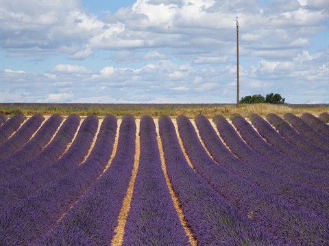 Purple rows of blooming lavender under a cloudy sky, lone wooden pole