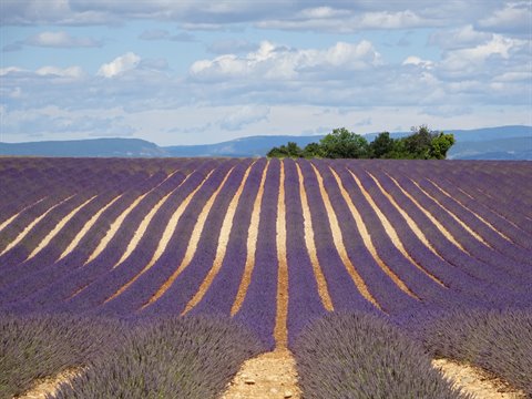 Curved rows of blooming lavender fields on the Valensole plateau