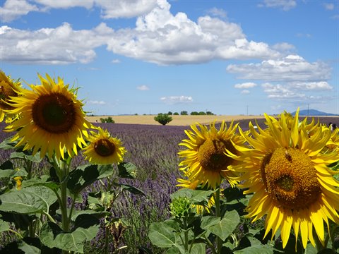 Blooming sunflowers in front of a lavender field, under white clouds