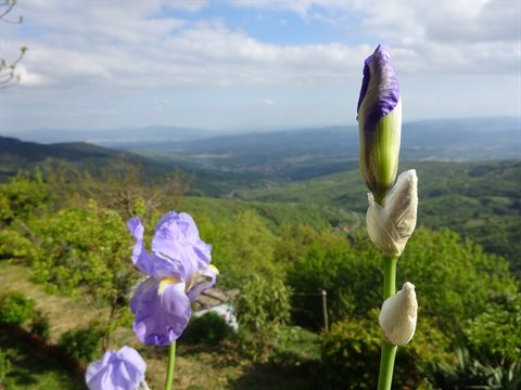 Purple iris buds blooming in front of lush green rolling hills