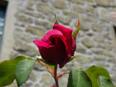 Red rose still closed in front of an exposed stone wall
