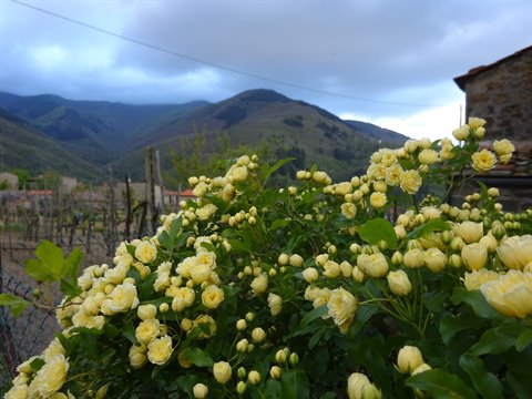 Yellow roses blooming in front of green mountains under a cloudy sky