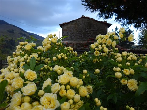 Yellow rose bushes blooming before a stone farmhouse, cloudy mountains behind