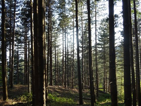 Dense pine forest with straight trunks, sunlight filtering through tall branches