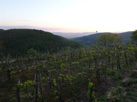 Vineyard rows on wooded hills under pale pink morning light