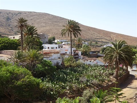 White village among palms and prickly pears under arid hill, Betancuria
