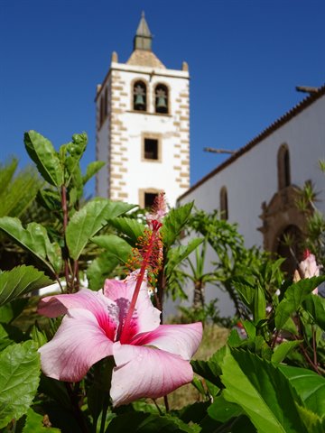 Pink hibiscus in front of Betancuria cathedral, stone bell tower under blue sky