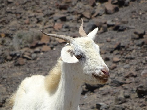 White goat with horns on dark volcanic rocks under bright sunlight