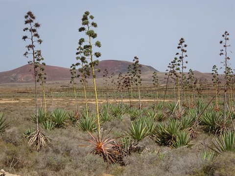 Flowering agaves in an arid volcanic field, likely Lanzarote