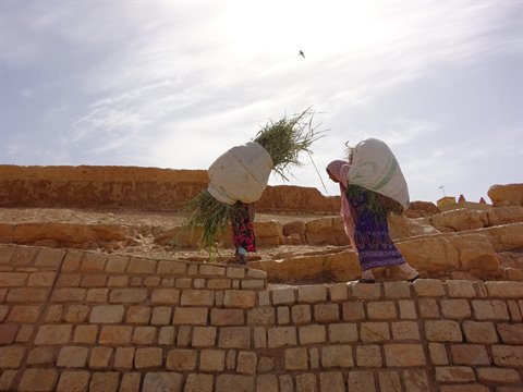 Donne con fardelli di fieno salgono il muro di mattoni ad Ait Ben Haddou
