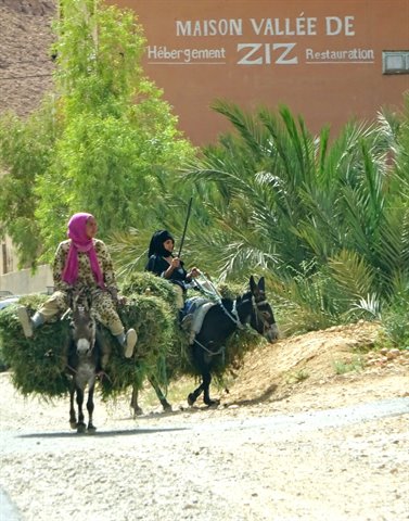 Valle dello Ziz, due donne su asini carichi di fieno