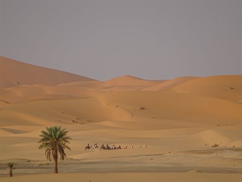 Carovana di cammelli tra le dune di Merzouga, palma e sabbia dorata