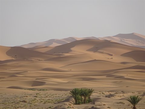 Dune di sabbia e palme sotto il cielo pallido di Merzouga