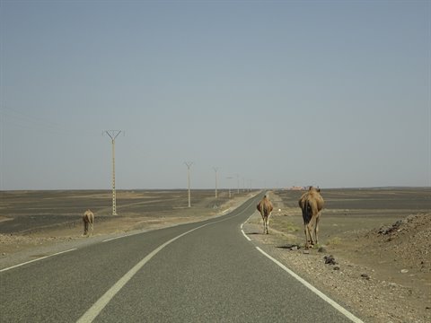 Camels beside the asphalt road toward Errachidia, stony desert and harsh light