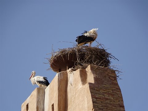 Storks nesting on a mud-brick tower, Marrakech