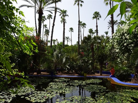Marrakech, Majorelle Garden: lily pond, tall palms and blue pots