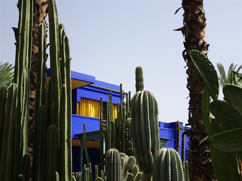 Jardin Majorelle in Marrakech: cacti and palms around the cobalt-blue pavilion