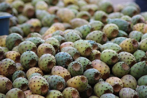 Freshly picked prickly pears for sale at Marrakech market