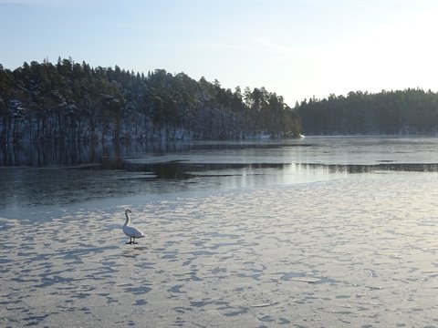 Swan on frozen lake among snowy pines in Stockholm