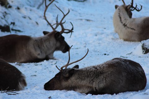 Antlered reindeer resting on snow, cold winter light