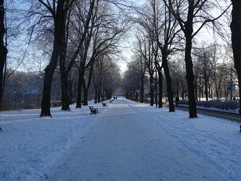 Snowy avenue with benches and frost-covered trees, Djurgården, Stockholm