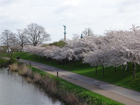 Cherry trees in bloom along the Langelinie path in Copenhagen, column towering above