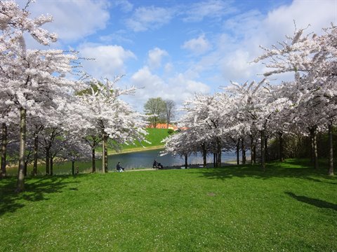 White cherry blossoms over green lawn by a pond at Kastellet, Copenhagen