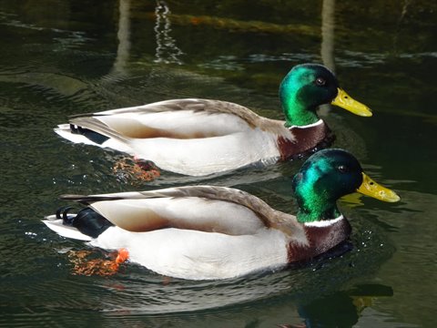 Two male mallard ducks swimming on dark green water