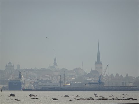 Tallinn skyline in haze: spires, ferries and cranes above the grey sea