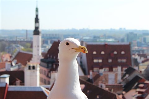 Seagull close-up over the red rooftops of Tallinn old town