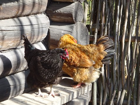 Two hens, one black and one reddish, perched on a wooden beam by a rustic fence