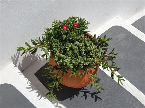 Terracotta pot with flowering succulents on white and gray steps in Santorini