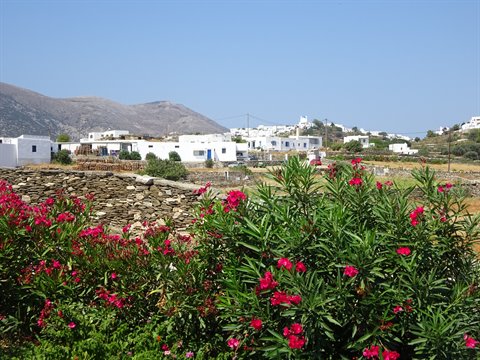 Pink oleanders blooming before white Sifnos houses behind stone walls