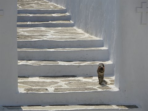 Cat descending whitewashed stone steps, Sifnos