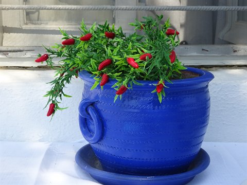 Blue ceramic pot with red chili peppers on white Greek wall