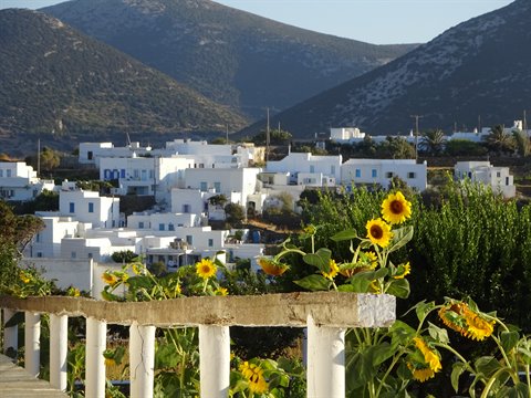 Sunflowers over a whitewashed wall before Apollonia's cube houses, Sifnos