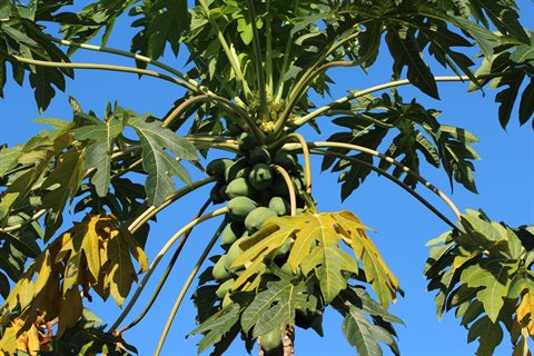 Papaya tree laden with green fruits among palm-like leaves, blue sky
