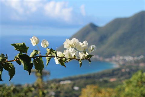 White bougainvillea branch over turquoise bay and green mountains in Martinique
