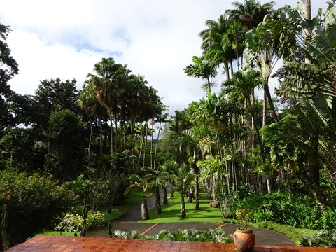 Balata botanical garden, grassy path among tall palms and tropical flowers