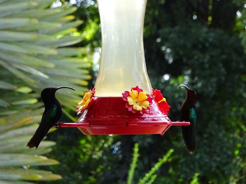 Two hummingbirds perched on a red feeder with yellow flowers among palms
