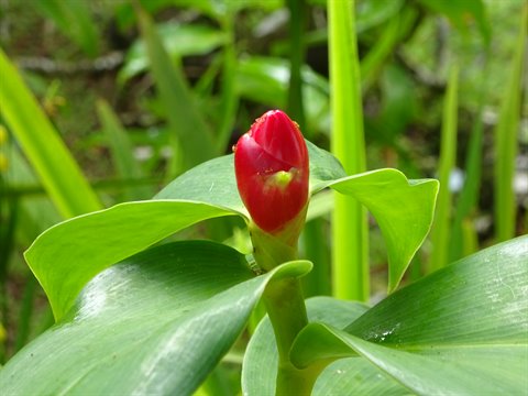 Red costus bud among green leaves, tropical vegetation in Martinique