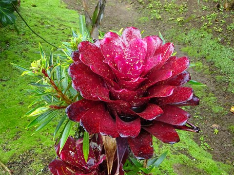 Red bromeliad glistening with raindrops among green moss